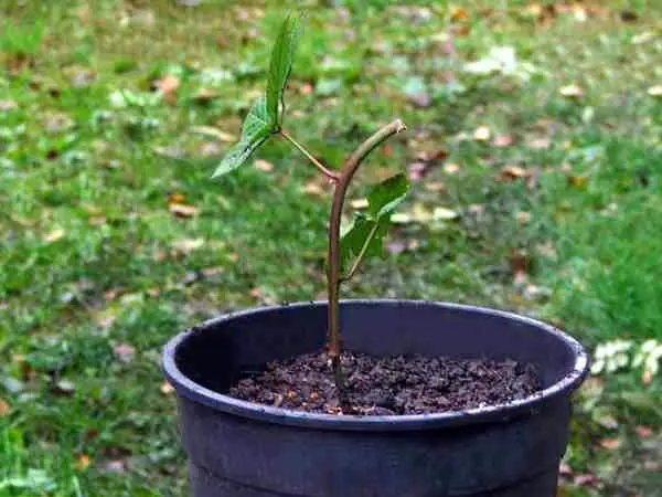 Planting blackberries in the fall: preparation and the right technology