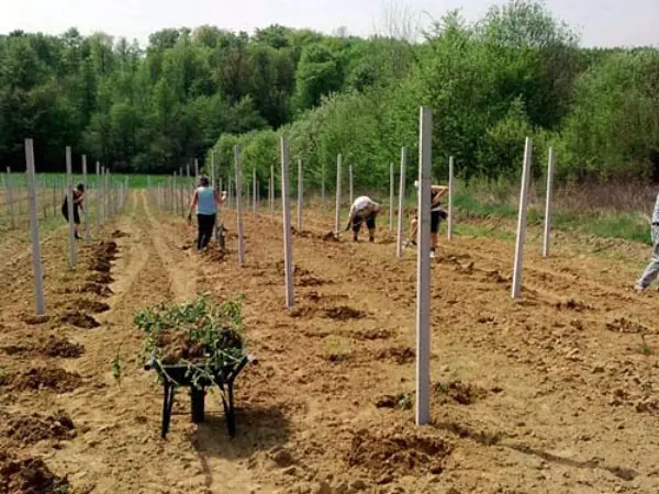 Planting blackberries in the fall: preparation and the right technology