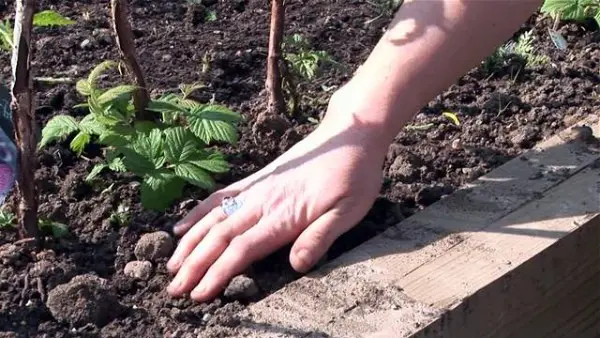 Planting blackberries in the fall: preparation and the right technology