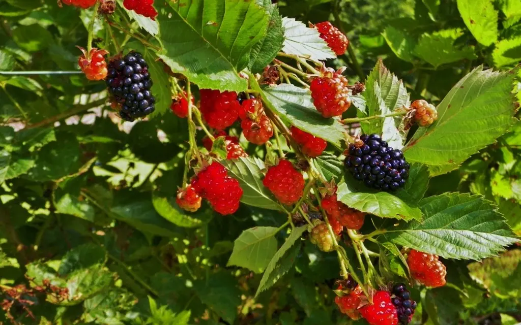 Planting blackberries in the fall: preparation and the right technology