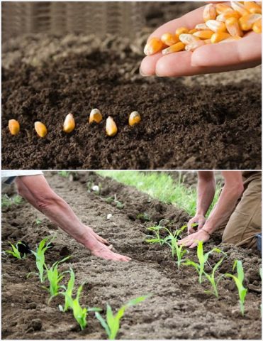 Planting Bonduelle corn