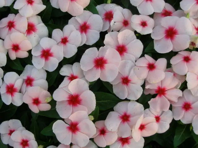 Planting catharanthus seeds for seedlings at home