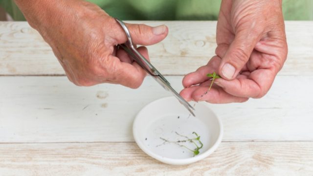 Planting catharanthus seeds for seedlings at home