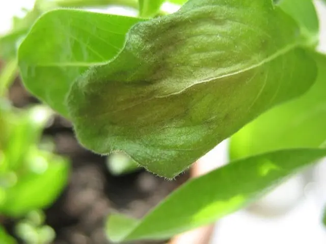 Planting catharanthus seeds for seedlings at home