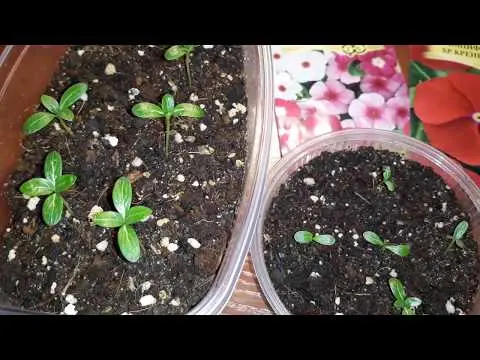 Planting catharanthus seeds for seedlings at home