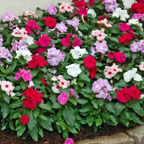 Planting catharanthus seeds for seedlings at home