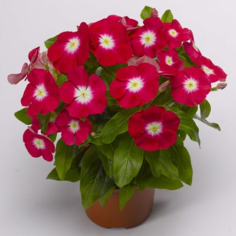 Planting catharanthus seeds for seedlings at home