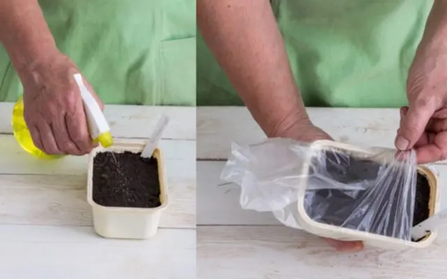 Planting catharanthus seeds for seedlings at home