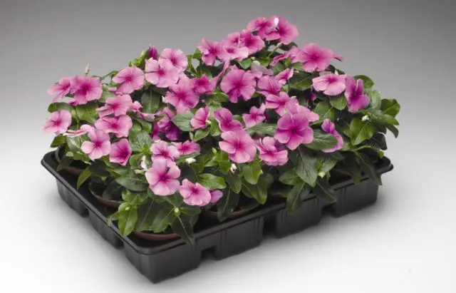 Planting catharanthus seeds for seedlings at home