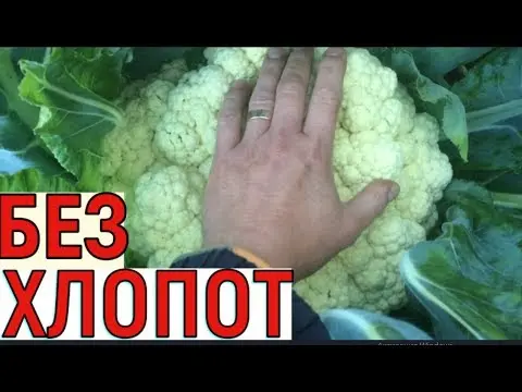 Planting cauliflower in the suburbs