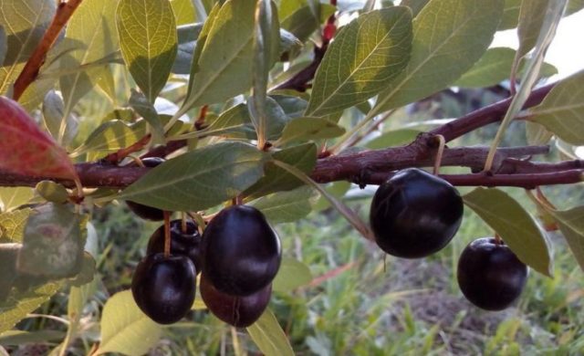 Planting cherries in Siberia: seedlings, spring, summer and autumn, variety selection