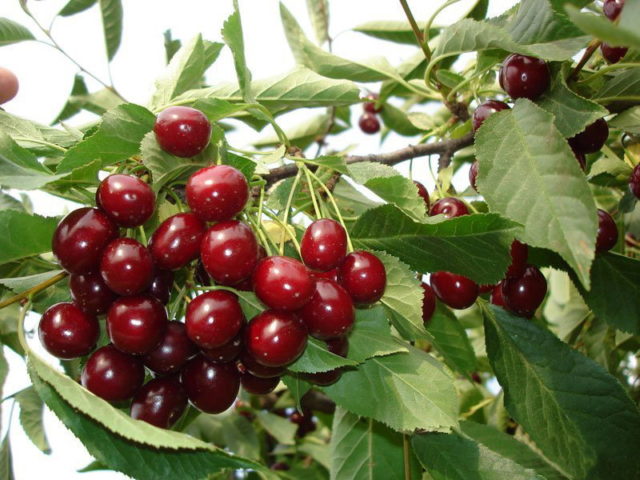 Planting cherries in Siberia: seedlings, spring, summer and autumn, variety selection