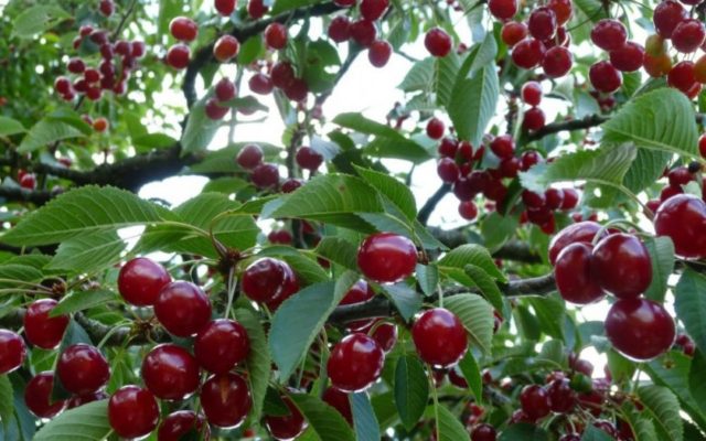 Planting cherries in Siberia: seedlings, spring, summer and autumn, variety selection