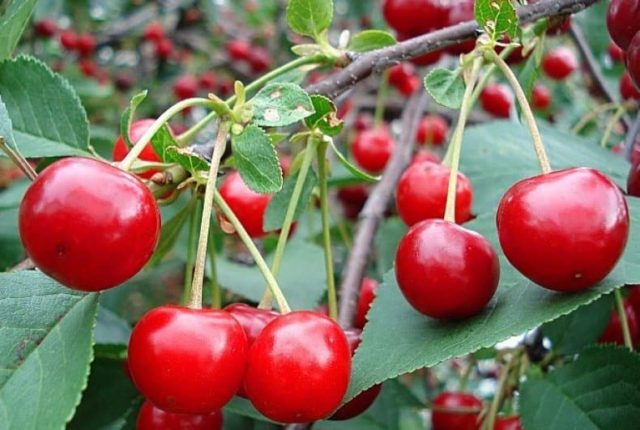 Planting cherries in Siberia: seedlings, spring, summer and autumn, variety selection