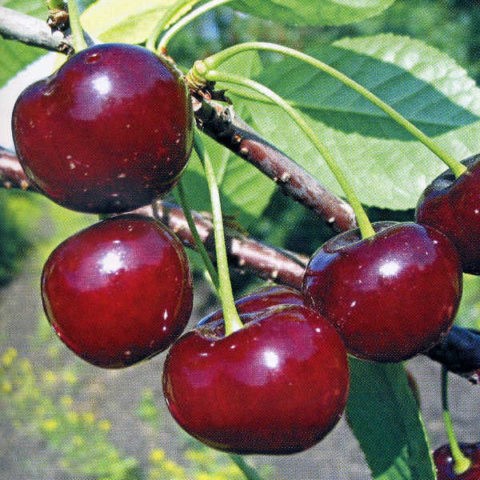 Planting cherries in Siberia: seedlings, spring, summer and autumn, variety selection