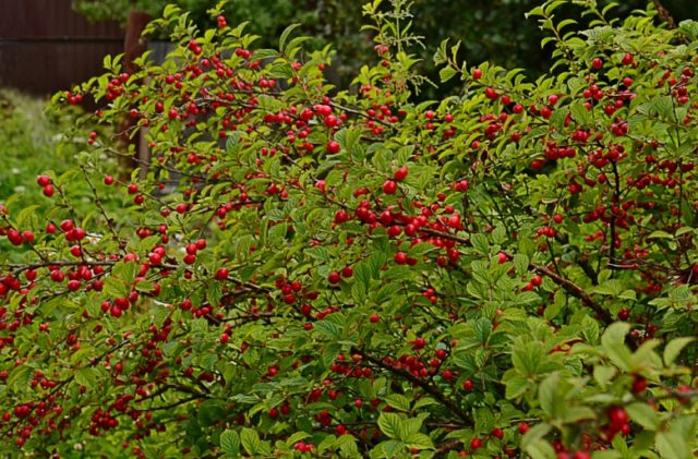 Planting cherries in Siberia: seedlings, spring, summer and autumn, variety selection