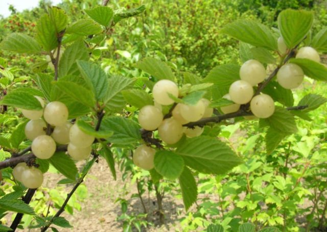 Planting cherries in Siberia: seedlings, spring, summer and autumn, variety selection