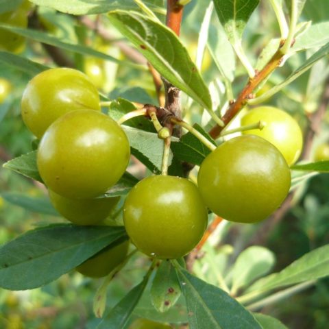 Planting cherries in Siberia: seedlings, spring, summer and autumn, variety selection