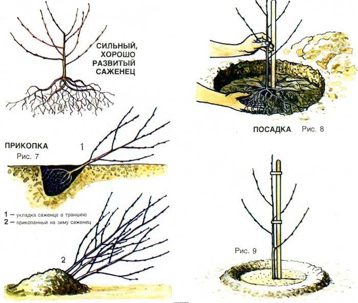 Planting cherries in spring: rules, tips, tricks