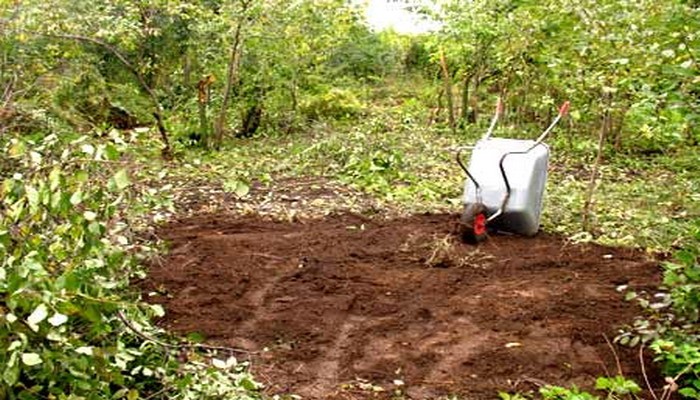 Planting cherries in spring: rules, tips, tricks