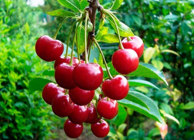 Planting cherries in the middle lane: spring, summer and autumn