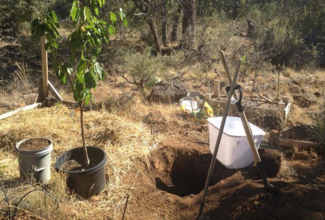 Planting cherries in the middle lane: spring, summer and autumn