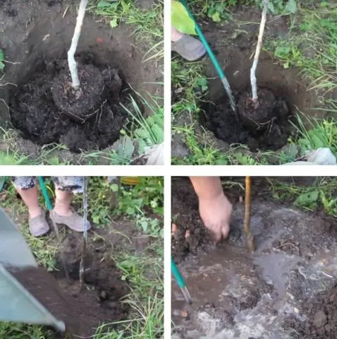 Planting cherries in the middle lane: spring, summer and autumn