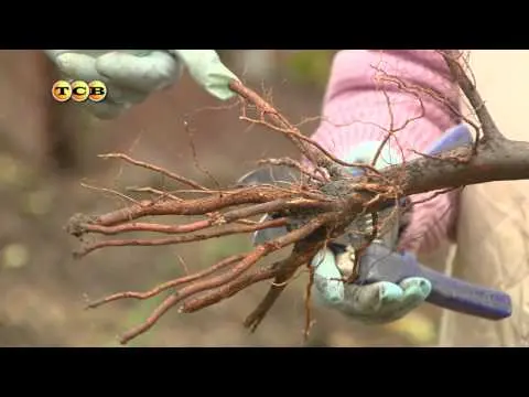 Planting cherries in the middle lane: spring, summer and autumn