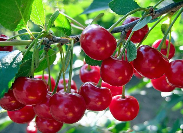 Planting cherries in the Urals: autumn, spring and summer, care rules