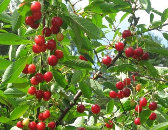 Planting cherries in the Urals: autumn, spring and summer, care rules