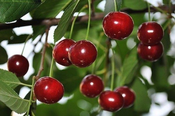 Planting cherries in the Urals: autumn, spring and summer, care rules