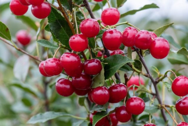 Planting cherries in the Urals: autumn, spring and summer, care rules