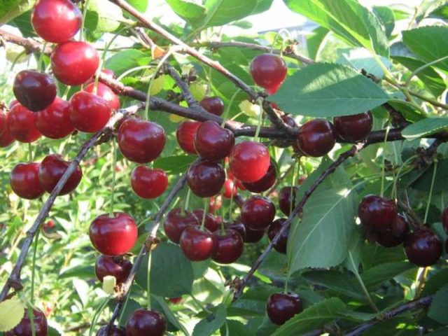 Planting cherries in the Urals: autumn, spring and summer, care rules