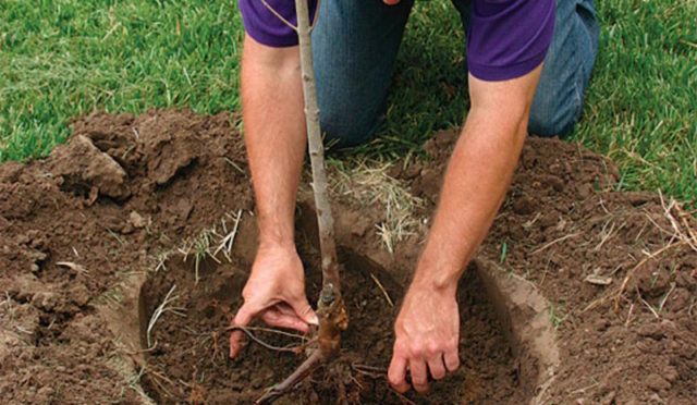 Planting cherries in the Urals: autumn, spring and summer, care rules