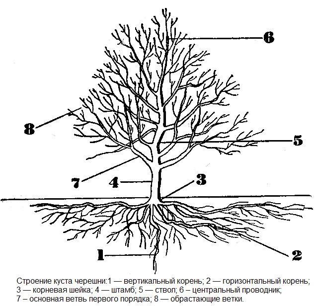 Planting cherry