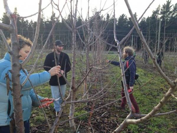 Planting cherry