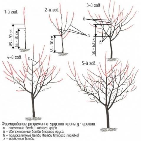 Planting cherry