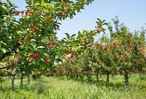 Planting cherry