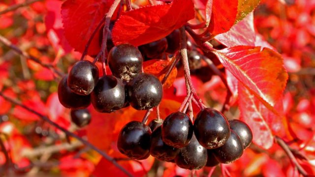 Planting chokeberry in autumn