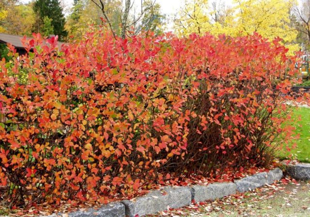 Planting chokeberry in autumn