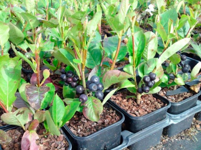 Planting chokeberry in autumn