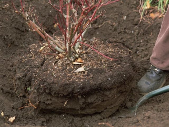 Planting chokeberry in autumn