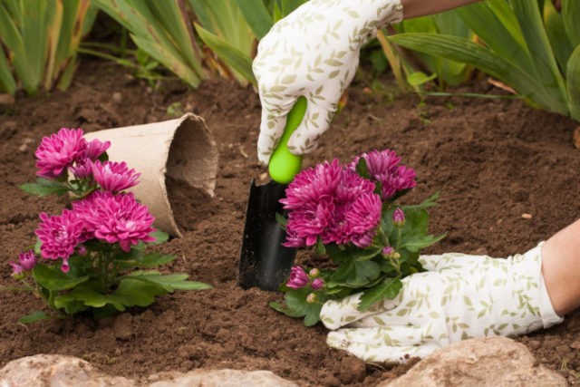 Planting chrysanthemums in the spring in the ground: when to plant and how to care