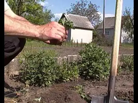 Planting chrysanthemums in the spring in the ground: when to plant and how to care