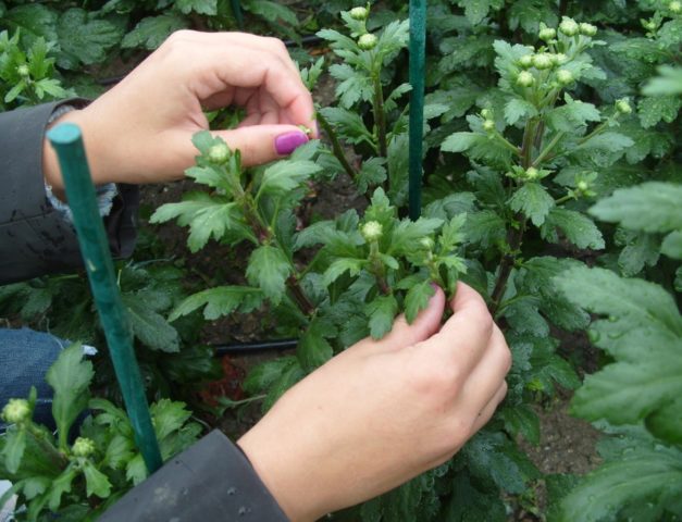 Planting chrysanthemums in the spring in the ground: when to plant and how to care