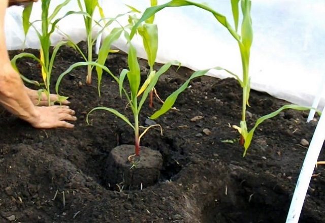 Planting corn seedlings