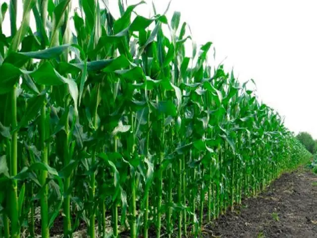 Planting corn seedlings