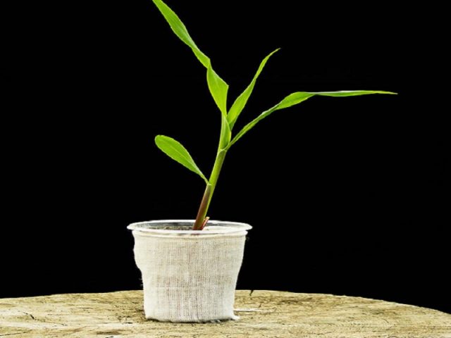 Planting corn seedlings