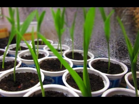 Planting corn seedlings