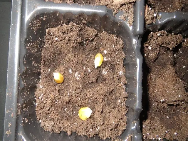 Planting corn seedlings